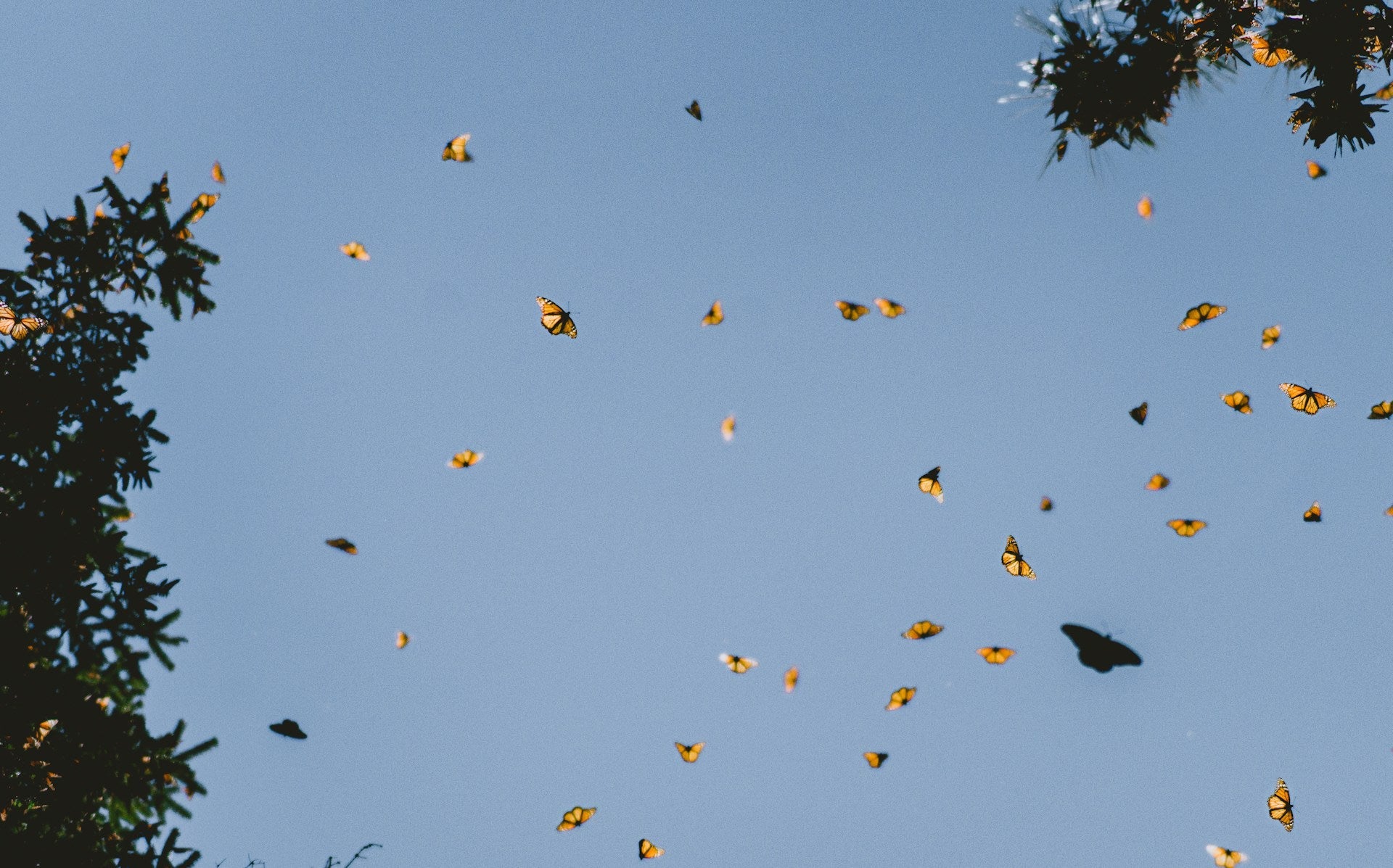 gifts for butterfly lovers, bee themed gifts and other bug decor and treasures