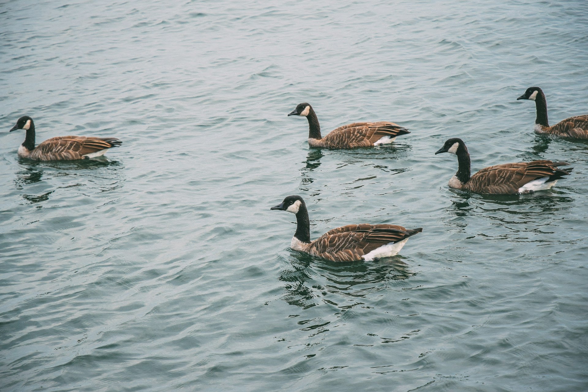 Canadian geese swimming in a pond. Store that carries local goods and Canadian brands.