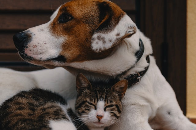 A cat and dog cuddling. Pet accessories and gifts for pet owners.