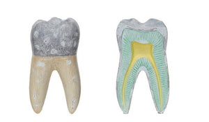 Dental Antomy Tooth Decor