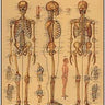 Skeleton - Poster