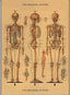 Skeleton - Poster