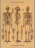 Skeleton - Poster