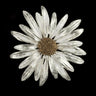 Daisy Brooch