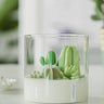 Cactus and Succulent Terrarium Sculpture Candle