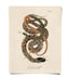 French Zoology Snake Print 8x10