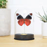 Royal Queen Flasher Butterfly Bell Jar