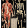 Anatomy Poster