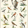 Ornithology Poster