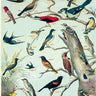 Bird Audubon Chart Poster