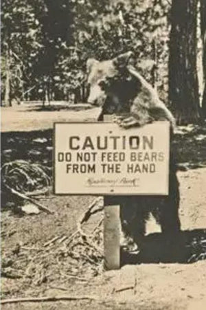 Caution Bear Postcard