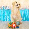 Taste of Glory Pet Toys