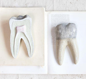 Dental Anatomy Decor