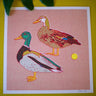 Mallard Ducks Print