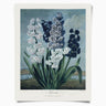 Vintage Botanical Hyacinths Flower 8X10 Print