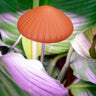 Mushroom Grow Light