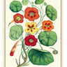 Nasturtiums Poster