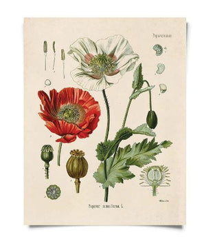 Poppy Flower Vintage Print - 11"x14"
