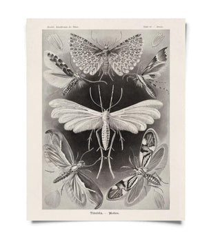Haeckel Moth 11x14" Print
