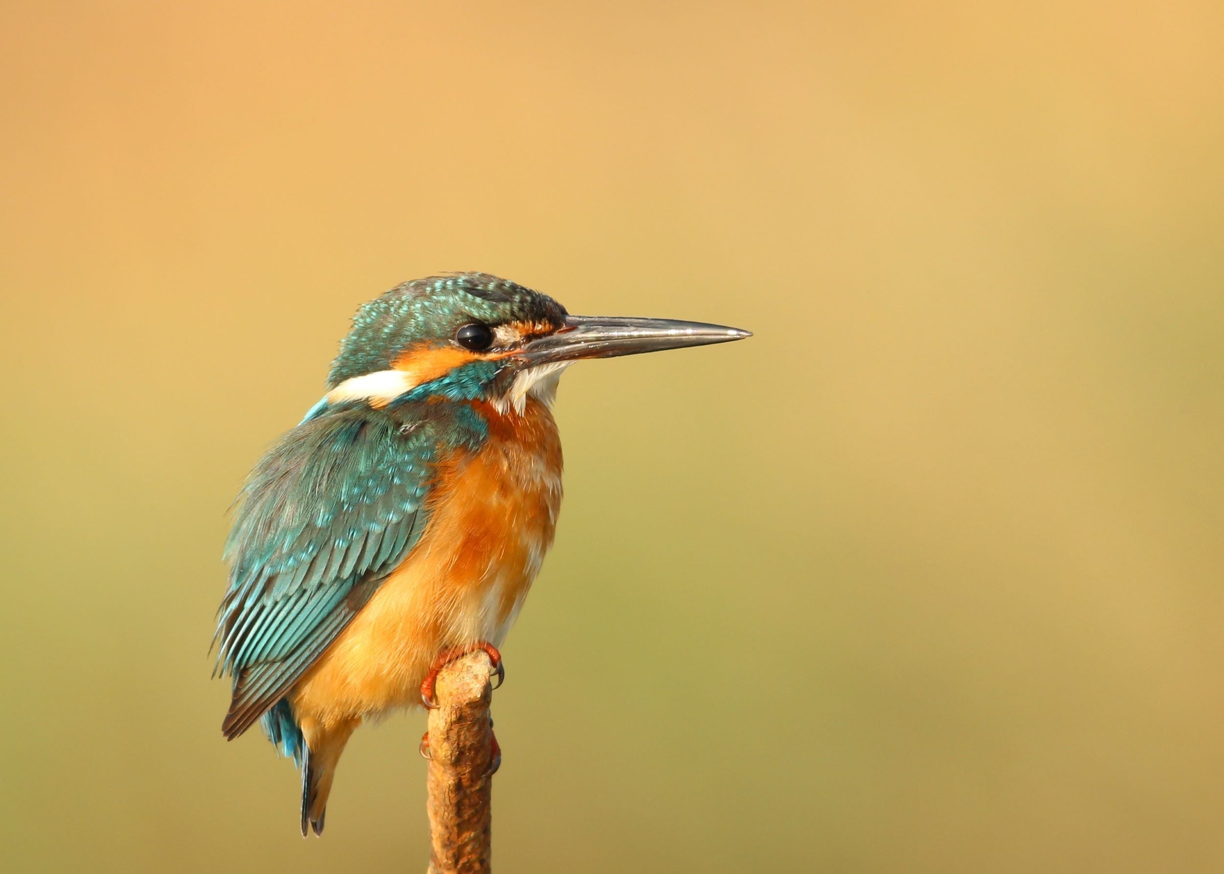 Alberta Birds. Bird lovers gift guide and products. 