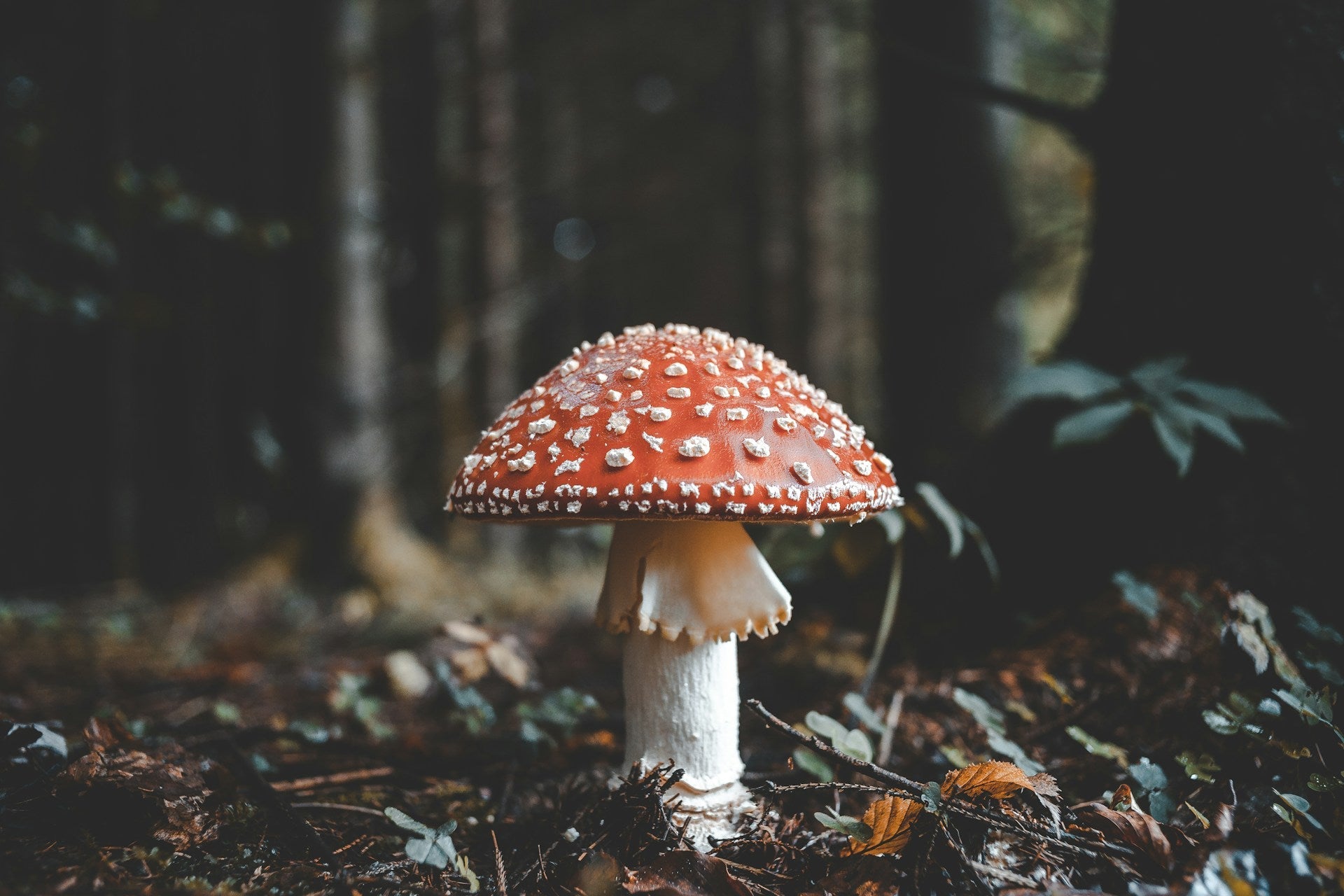 mushroom lovers gift guide