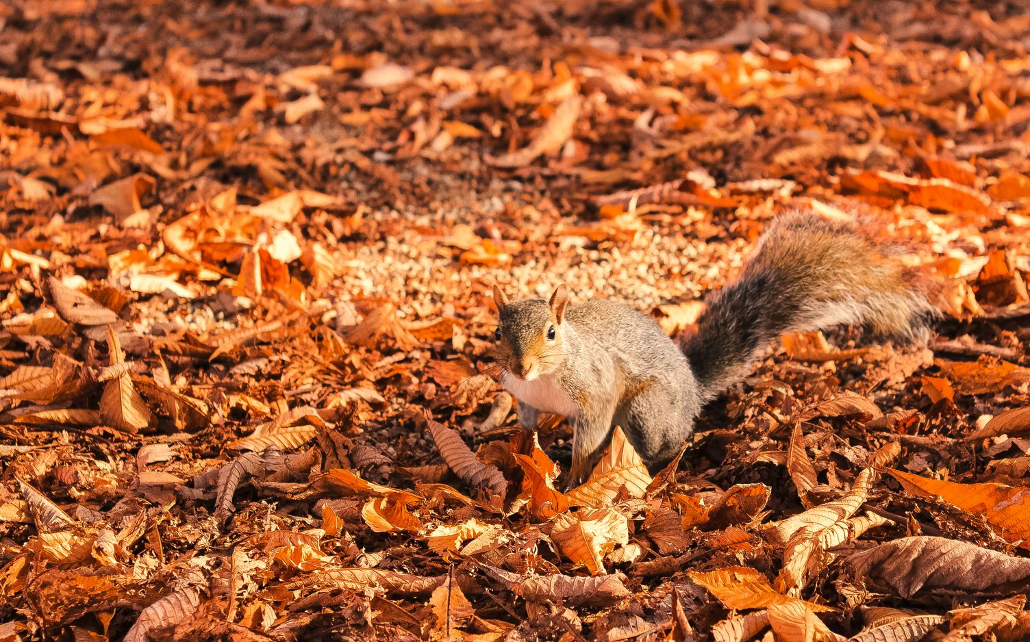 Cozy Autumn Vibes 