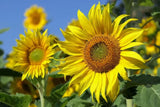 Radiating Sunflower Seed Bombs