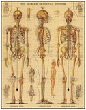 Skeletal System - 1000 Piece Puzzle