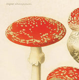 Magic Mushrooms 8x10" Print