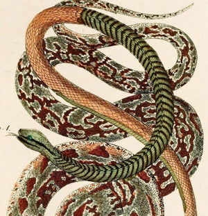 French Zoology Snake Print 8x10"