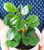 Hoya Australis Variety Plant