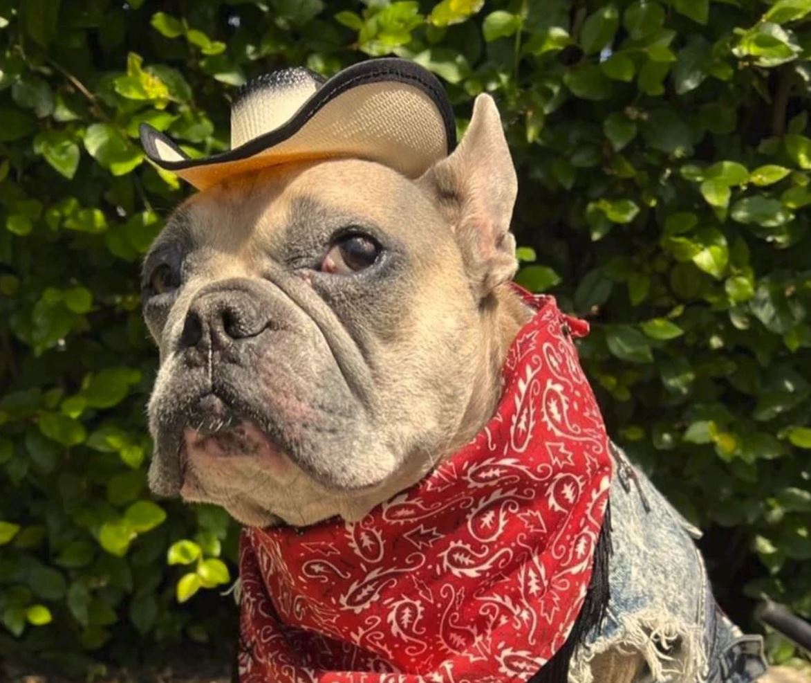 pets and animal lovers gifts