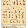 Fly Fishing - Poster