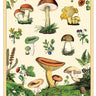 Forage Poster - 20" x 28"