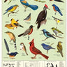 Bird Watching Poster