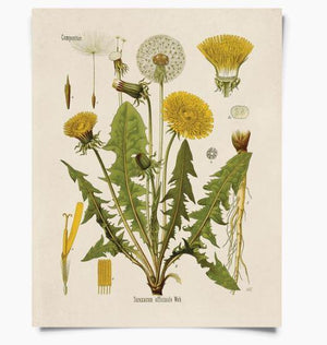 Vintage Botanical Dandelion Flower - Print