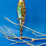 Yellow Budgie Bird Bookmark