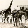 Vintage Calgary Stampede Postcard