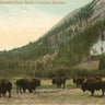Vintage Buffalo in Banff Postcard