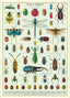 Bugs & Insects Poster