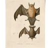 Mexican Freetail Bat Vintage Print - 8"x10"