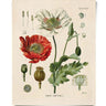 Poppy Flower Vintage Print - 11"x14"