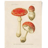 Magic Mushrooms 8x10" Print