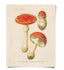 Magic Mushrooms 8x10