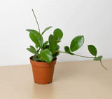Hoya Australis Variety Plant