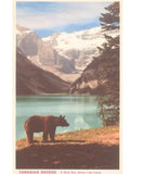 Lake Louise Black Bear Postcard