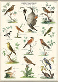 Ornithology Poster