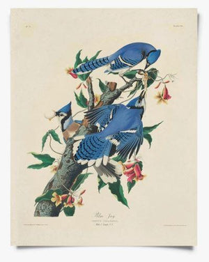 Vintage Blue Jay Print 8x10