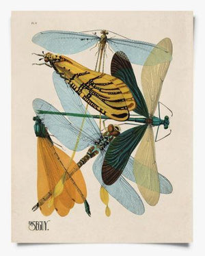 Vintage Dragonfly Print 11x14