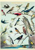 Bird Audubon Chart Poster